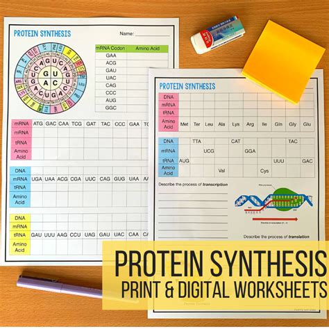 protein synthesis worksheet answers laney lee 2020